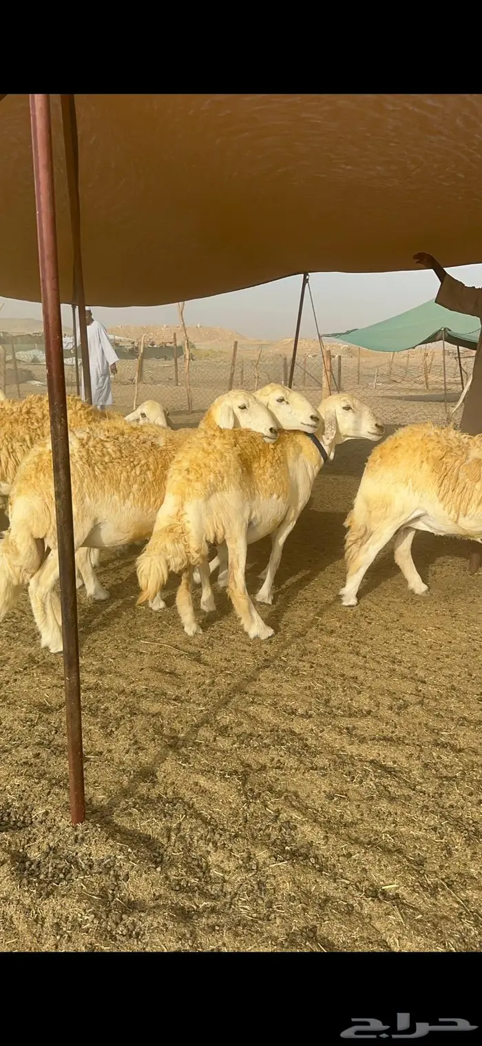 غنم حرية مراح واحد صنف نادر 50 راس 21