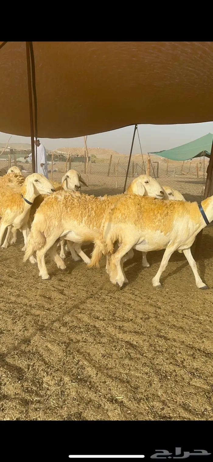 غنم حرية مراح واحد صنف نادر 50 راس 22