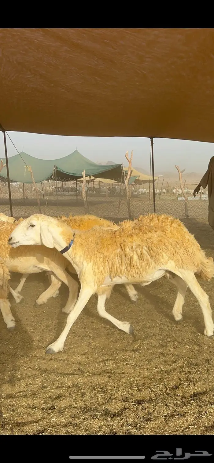 غنم حرية مراح واحد صنف نادر 50 راس 23