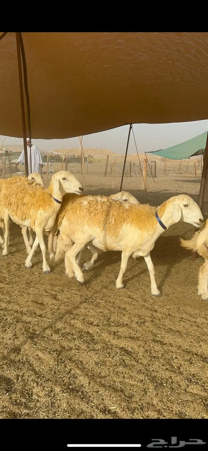 غنم حرية مراح واحد صنف نادر 50 راس 24