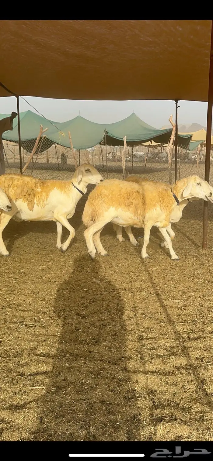 غنم حرية مراح واحد صنف نادر 50 راس 25