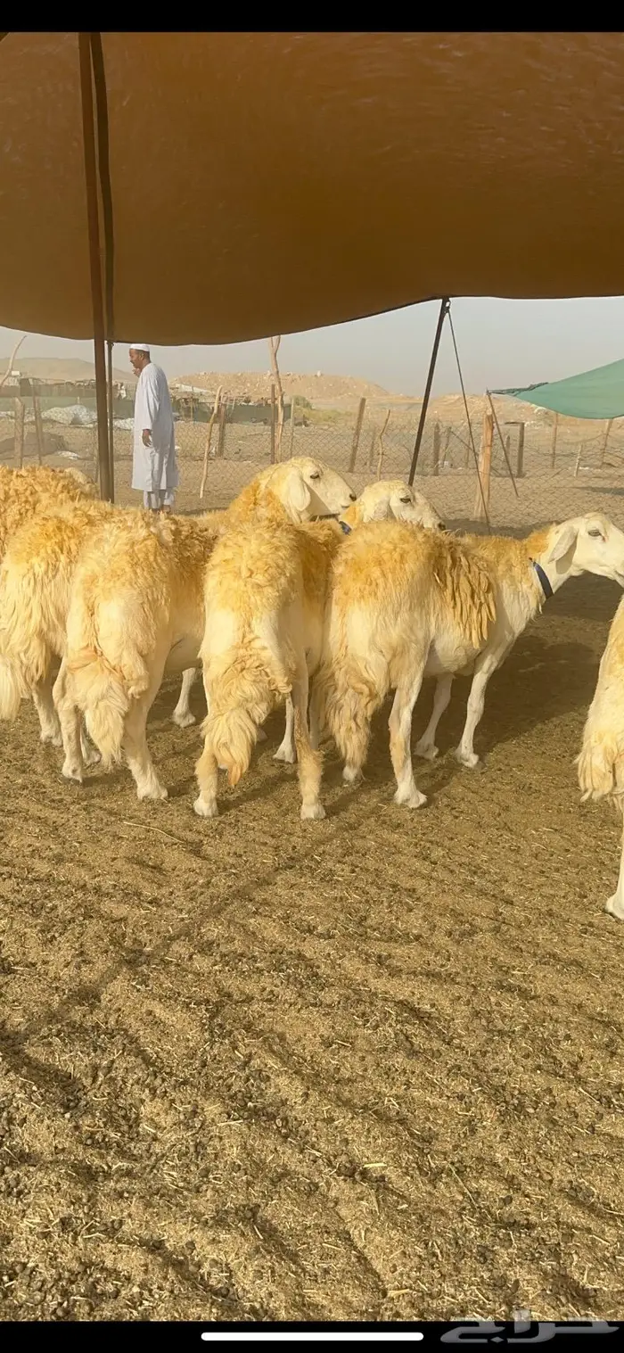 غنم حرية مراح واحد صنف نادر 50 راس 26