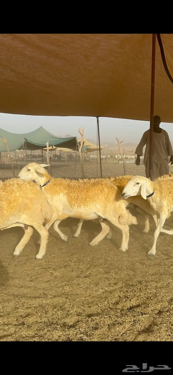 غنم حرية مراح واحد صنف نادر 50 راس 18