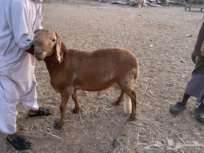 طليان سواكني ويوجد ذبح وتوصيل 1