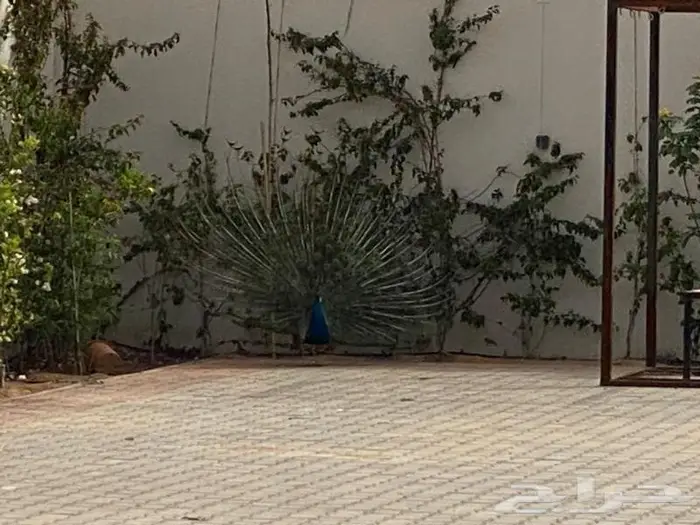 استراحة للإيجار اليومي قسمين عوائل وعزاب حي الخير 15