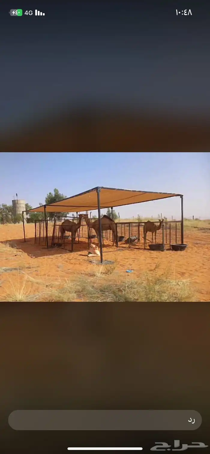 مضلات الإبل مضلت البئل مضلا الئبل حلال 1