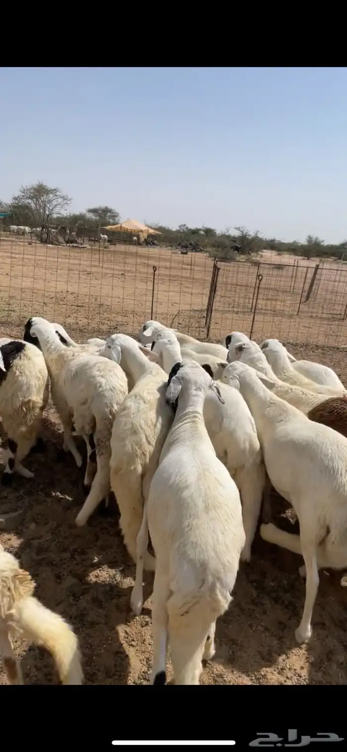 سواكن ابيض جبر فل شحم 0