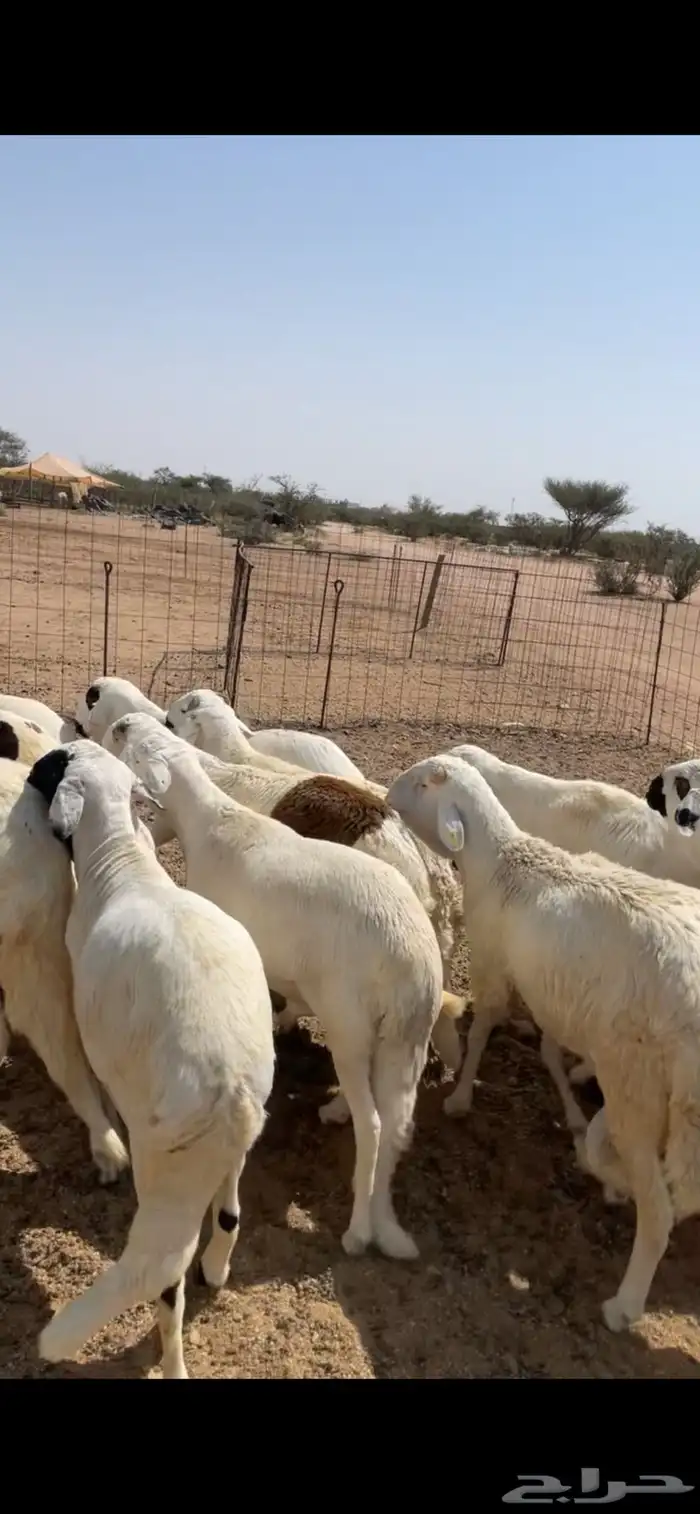 سواكن ابيض جبر فل شحم 2