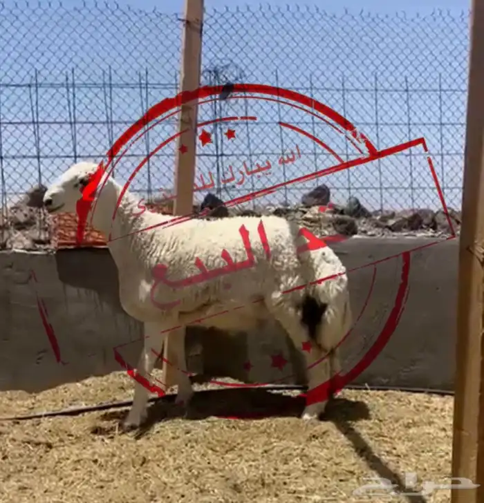 مشروع حري صنف تم البيع تم البيع خارج حراج 2