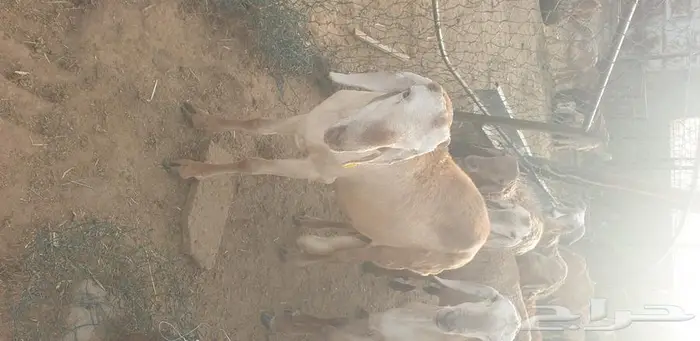 طليان سواكني ويوجد ذبح وتوصيل 7