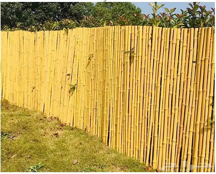 خيزران بامبو 6