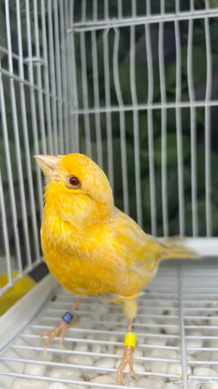 كناري انثى ساتنايت اصفر صافي عيون حمر 1