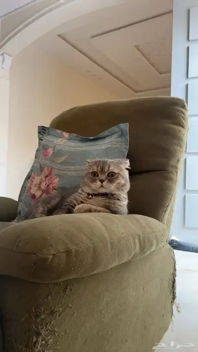 قط ذكر للتزاوج (سكوتش فولد) نوعية ممتازة Scottish Fold 18