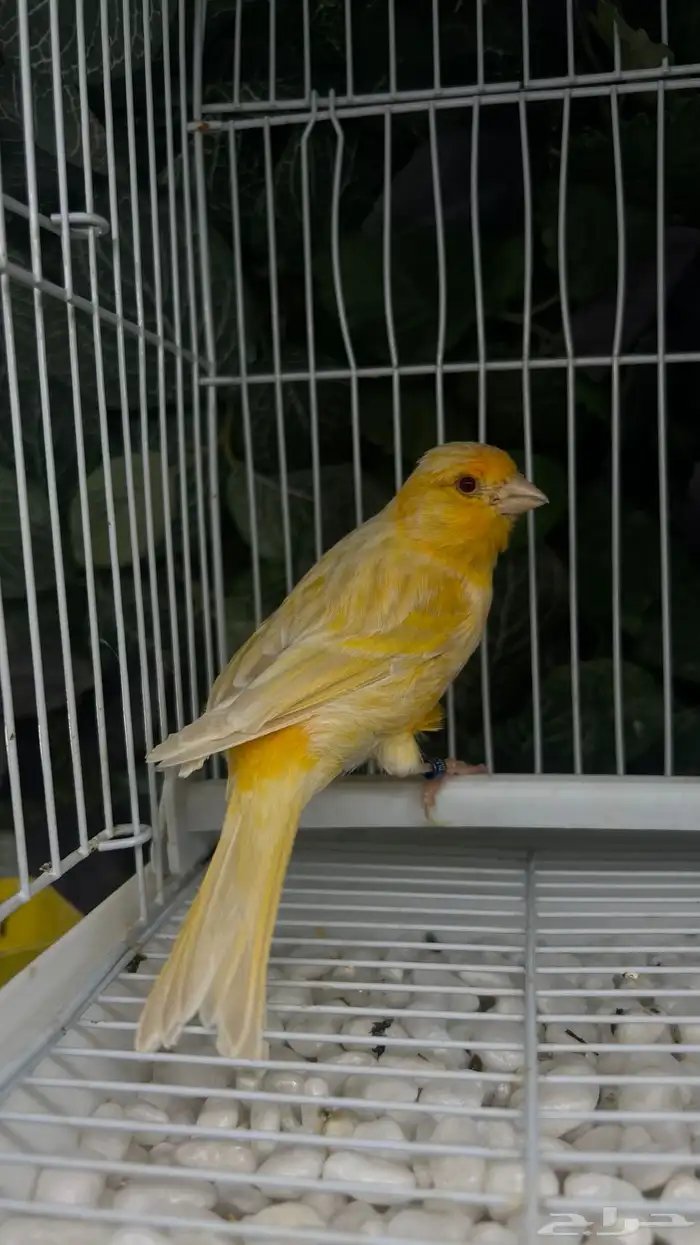 كناري انثى ساتنايت اصفر صافي عيون حمر 2