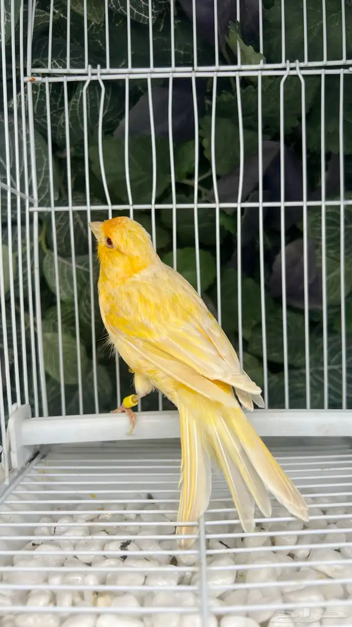 كناري انثى ساتنايت اصفر صافي عيون حمر 0