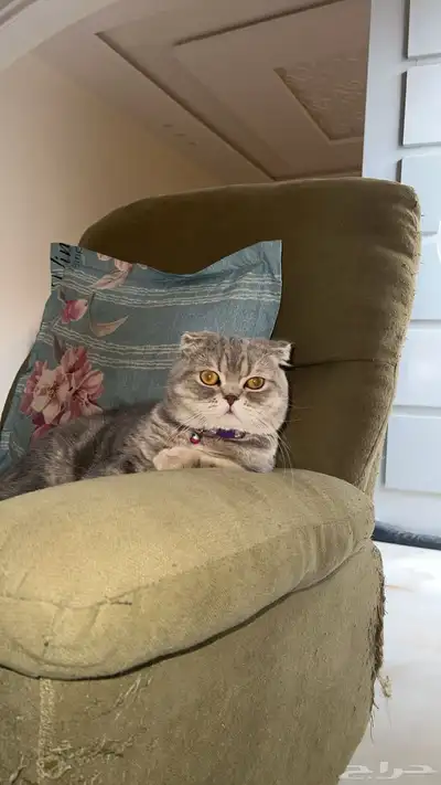 قط ذكر للتزاوج (سكوتش فولد) نوعية ممتازة Scottish Fold 19