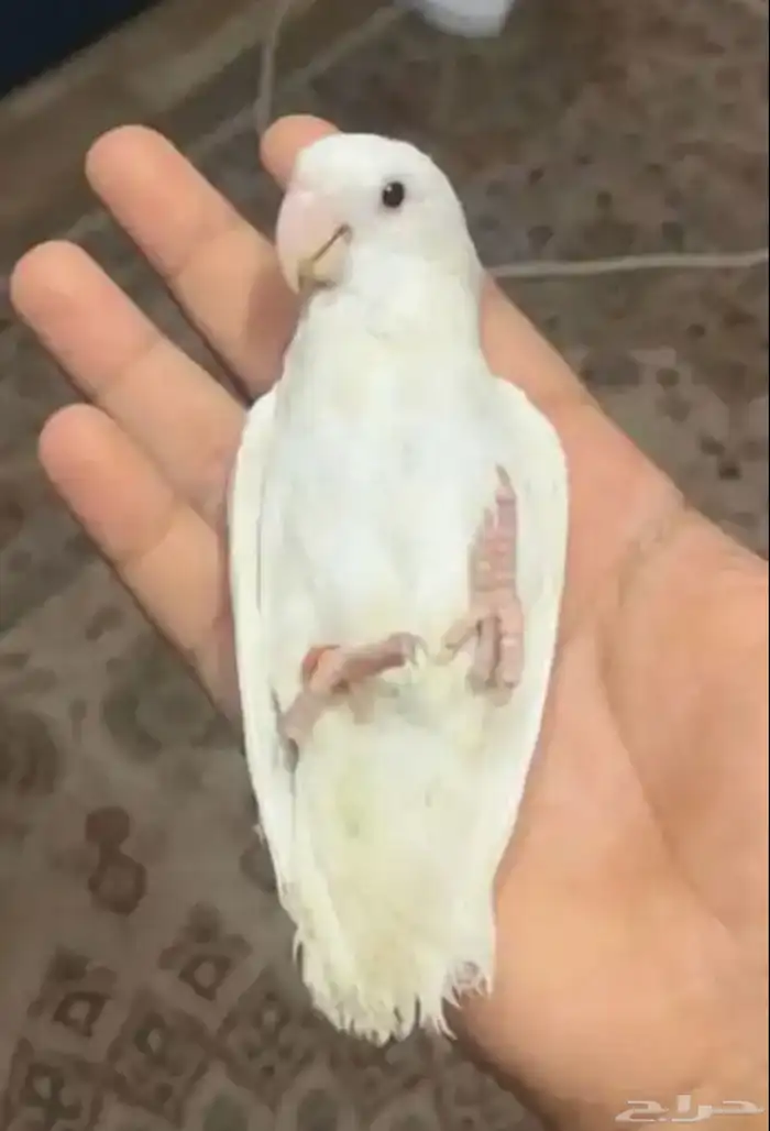 طير روز. نشبه. يحب يلعب 3