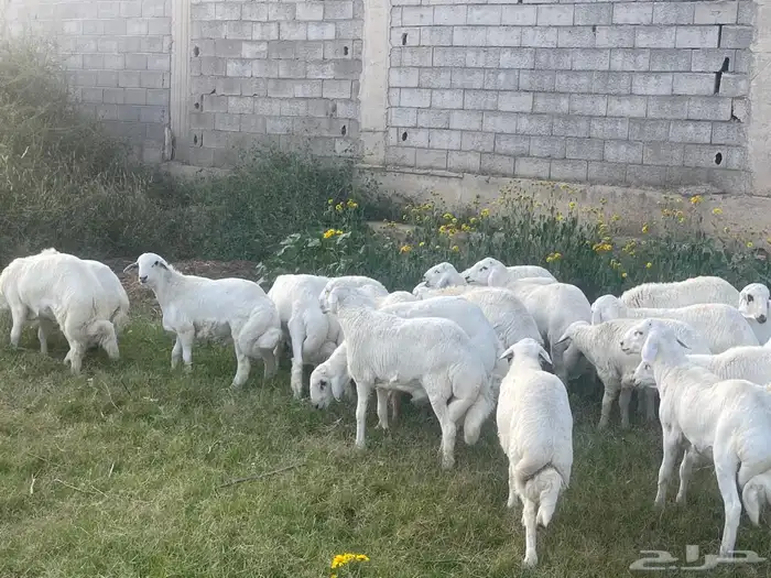 طليان حري لبيع 1