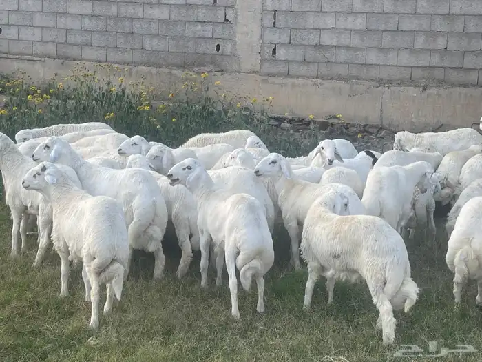 طليان حري لبيع 2