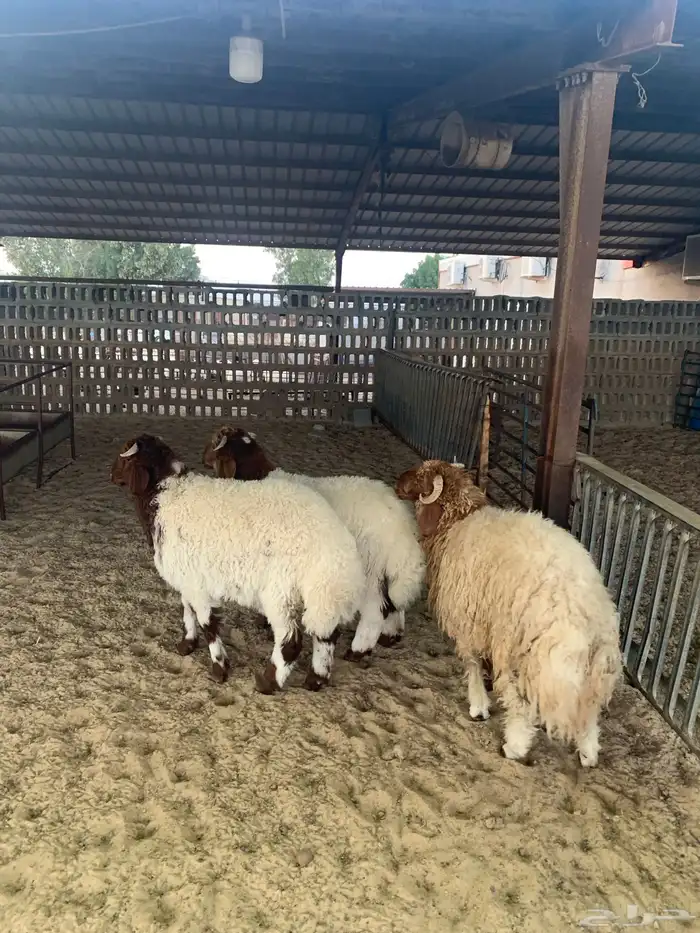 نعيمي حريات 1