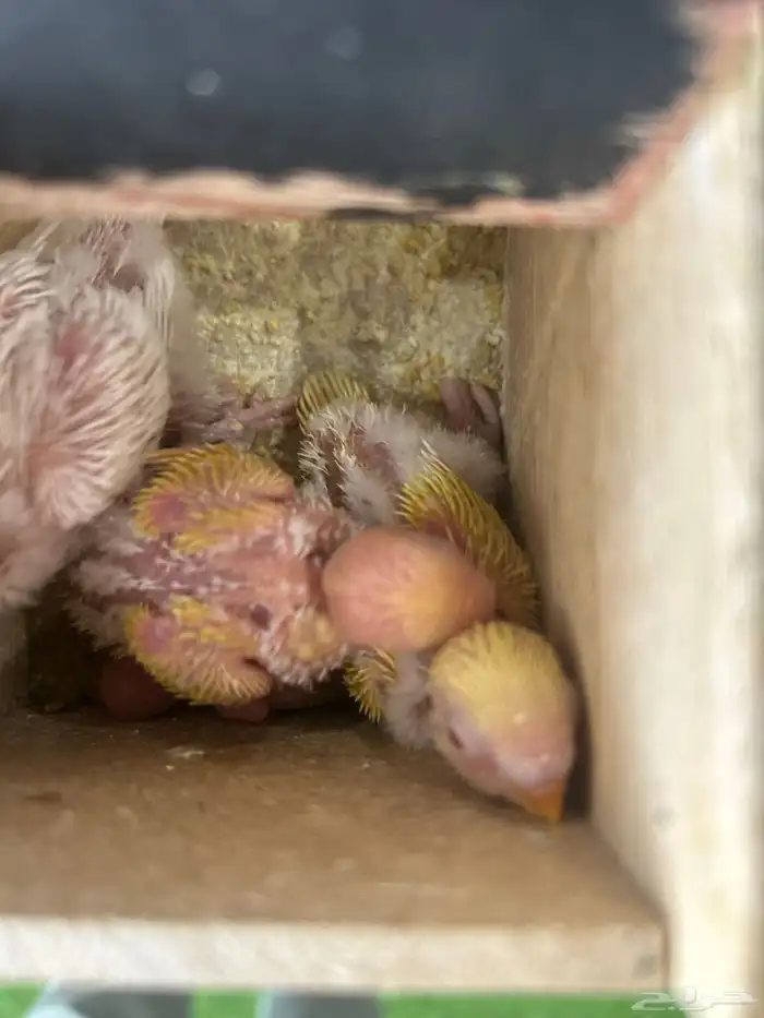 بادجي البينو و لاتينو و اينو انتاج محلي 2