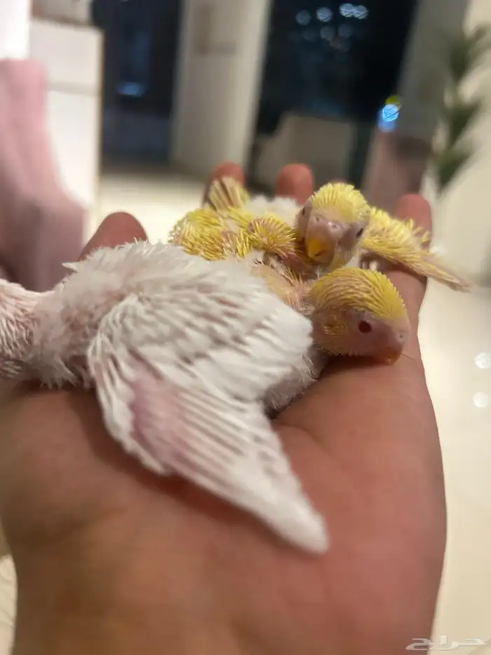 بادجي البينو و لاتينو و اينو انتاج محلي 6