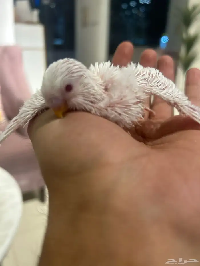 بادجي البينو و لاتينو و اينو انتاج محلي 3