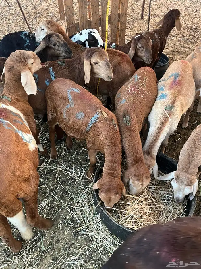 حري طليان ورخال 3