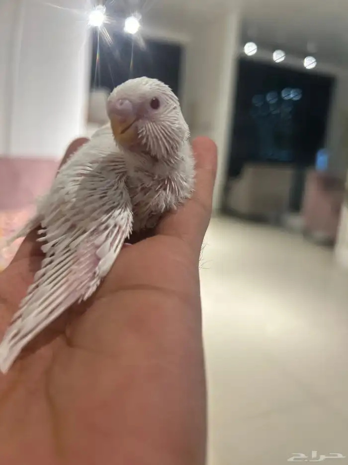 بادجي البينو و لاتينو و اينو انتاج محلي 5