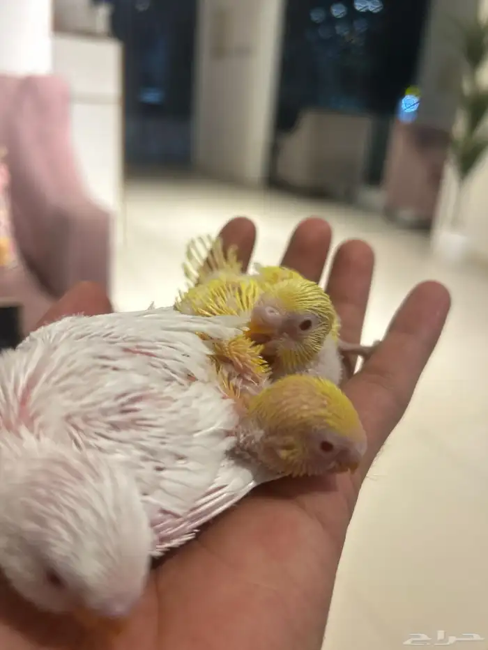 بادجي البينو و لاتينو و اينو انتاج محلي 4