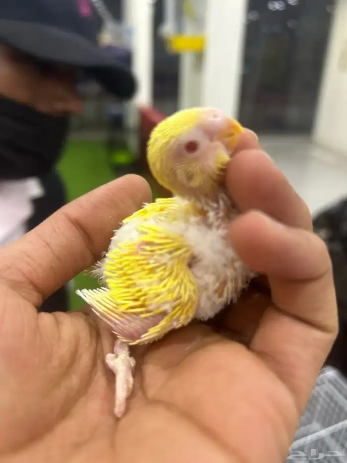 بادجي البينو و لاتينو و اينو انتاج محلي 0