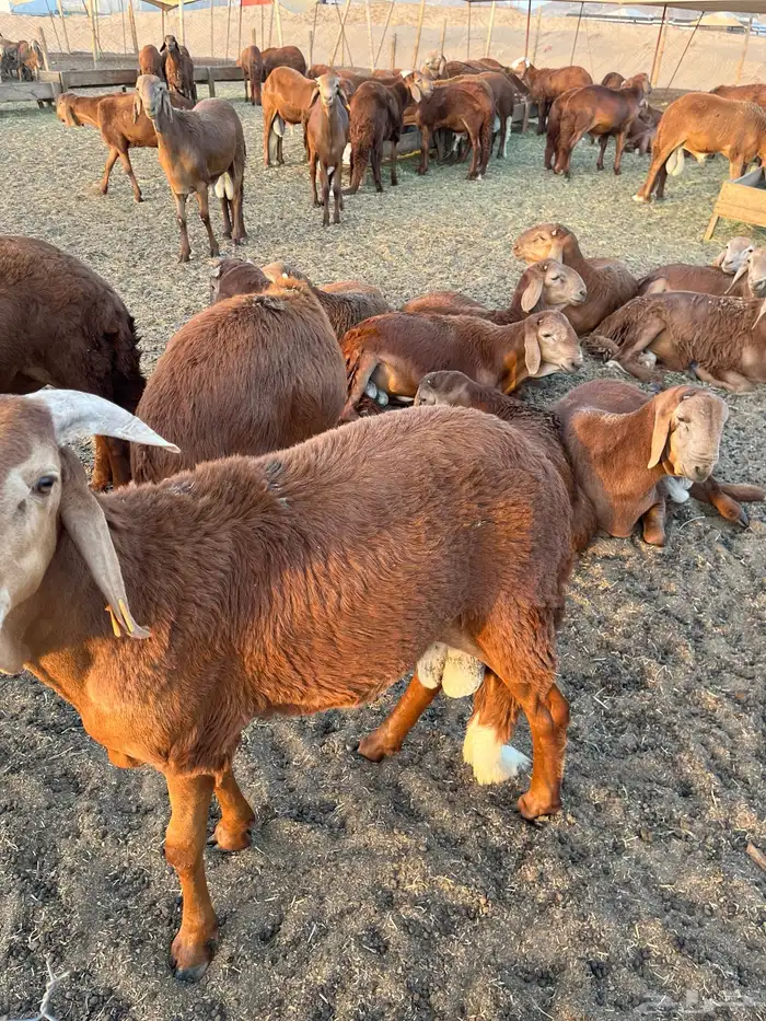 حري طليان ورخال 2