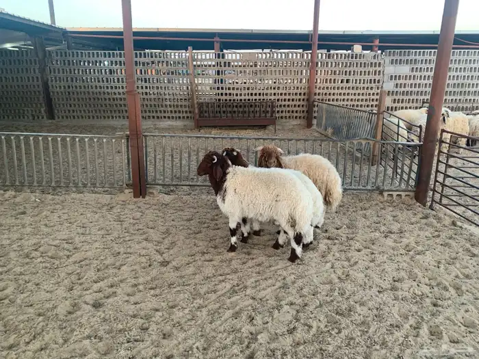 نعيمي حريات 0