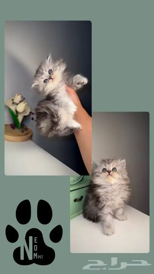 كيتن انثى ذكر سكوتش شيرازي هملايا قطه قطوه قطط تابي تمارا 6