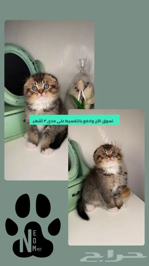 قطط سكوتش فولد ستريت قولد انثى ذكر كيتن قطه قطوه شيرازي جدة 1