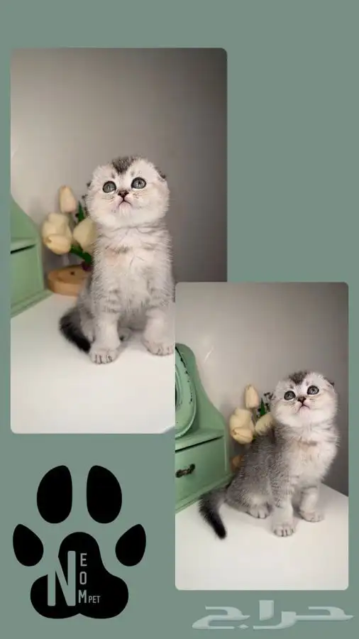كيتن انثى ذكر سكوتش شيرازي هملايا قطه قطوه قطط تابي تمارا 3