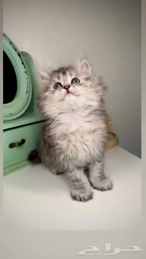 كيتن انثى ذكر سكوتش شيرازي هملايا قطه قطوه قطط تابي تمارا 0