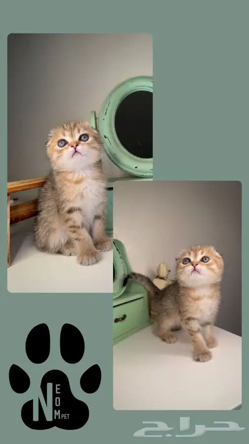 كيتن انثى ذكر سكوتش شيرازي هملايا قطه قطوه قطط تابي تمارا 2