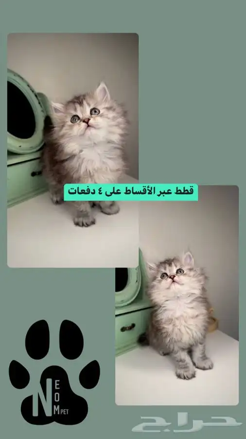 كيتن انثى ذكر سكوتش شيرازي هملايا قطه قطوه قطط تابي تمارا 1