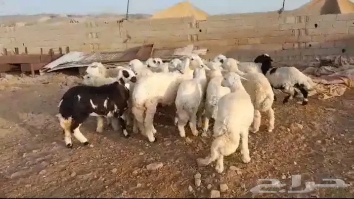 ذبايح حري سواكني مسلخ بالموقع مجهز شاهد التقييمات 3