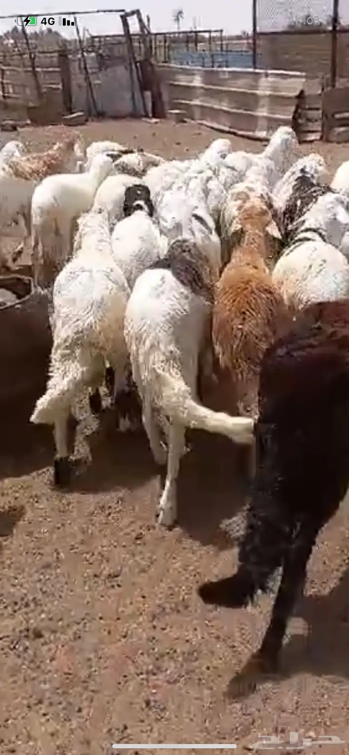 سواكن بيض 0