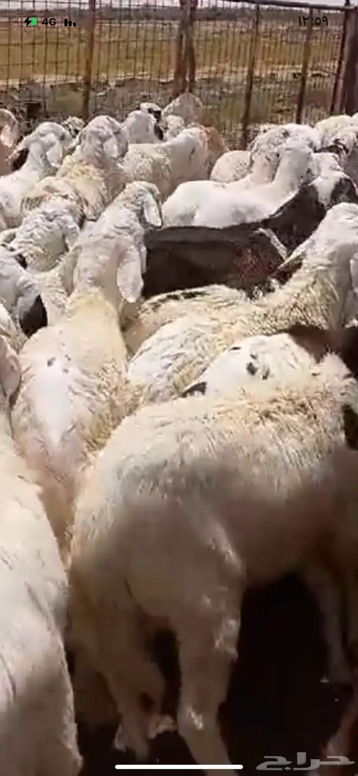 سواكن بيض 4