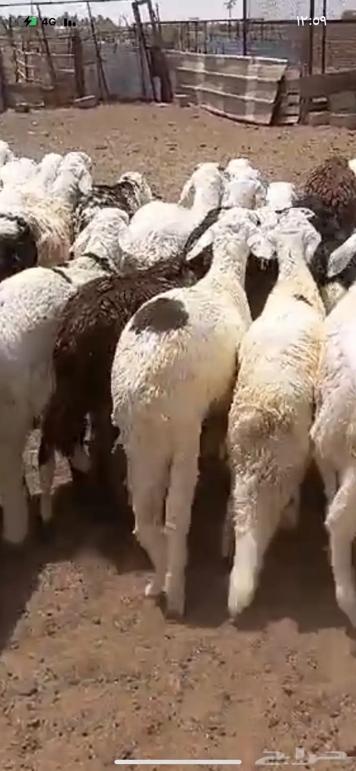 سواكن بيض 1