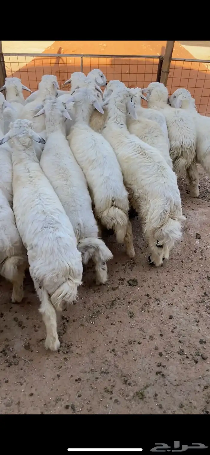 ذبايح نعيمي حري سواكني تيوس 3