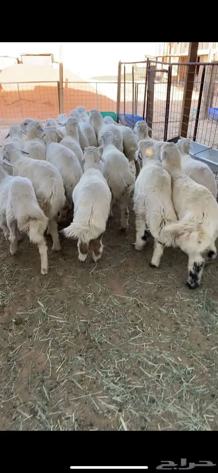 ذبايح نعيمي حري سواكني تيوس 2