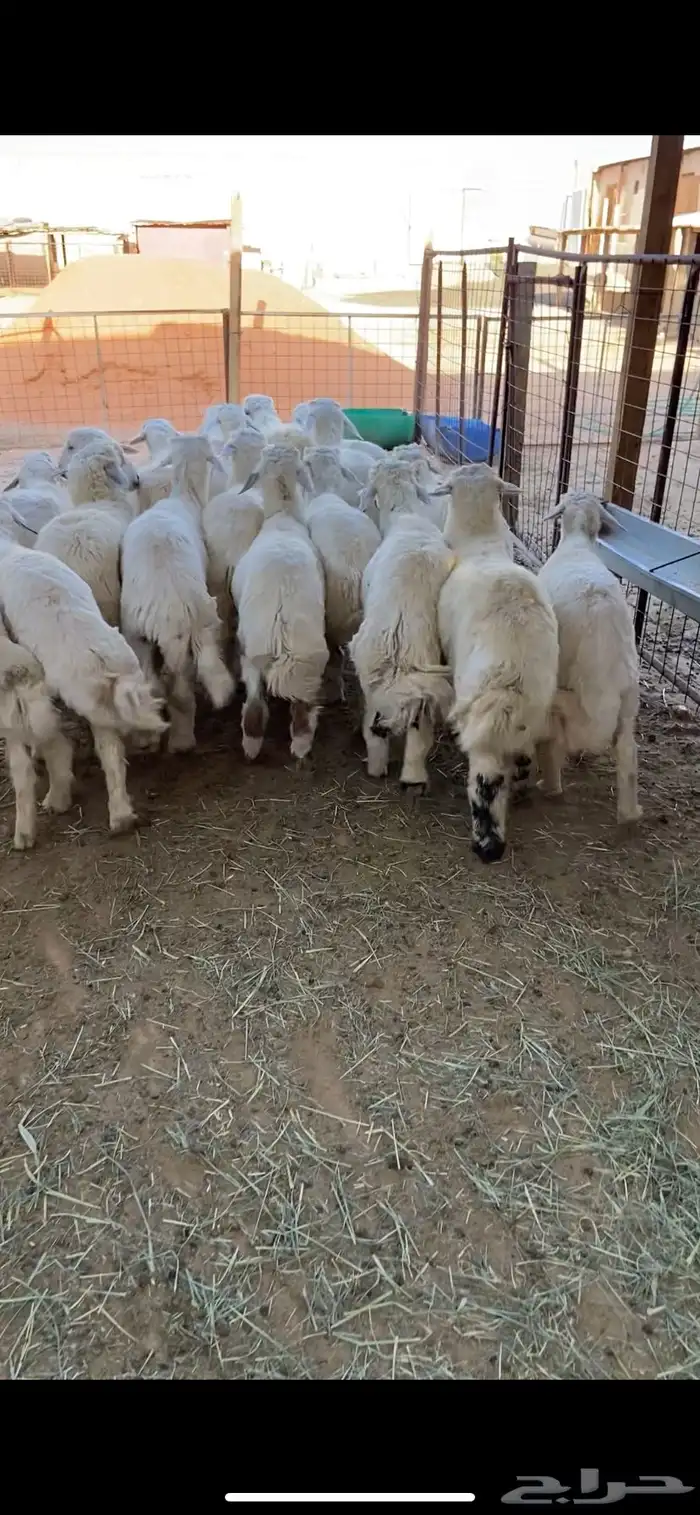 ذبايح نعيمي حري سواكني تيوس 1