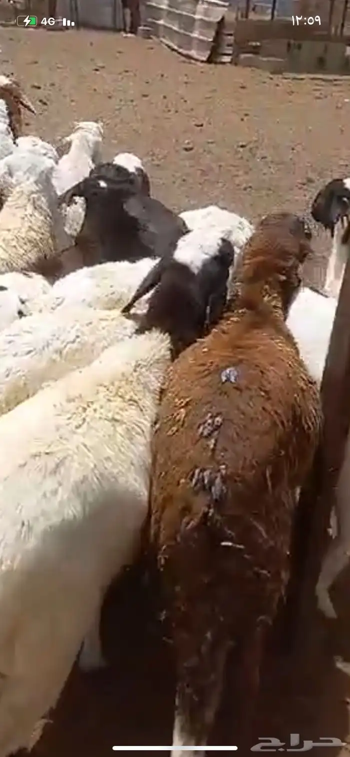 سواكن بيض 3