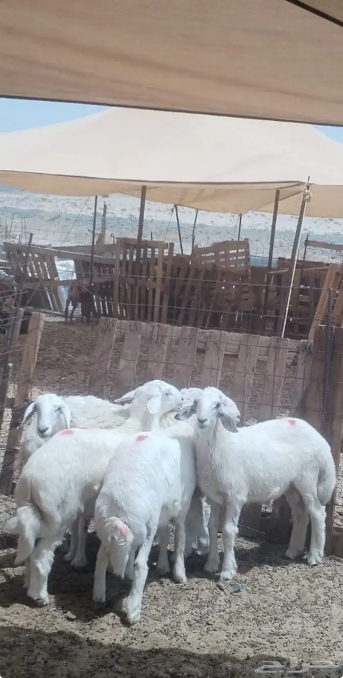 حري طليان ورخال 0