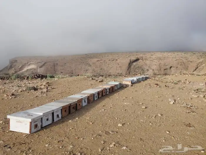 السدر اليمني الملكي وعلا الشرط أسعار جملة وقطاعي 8