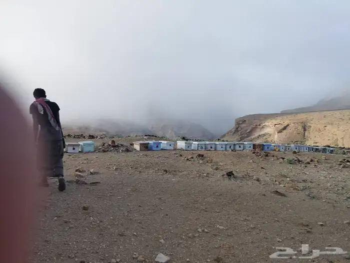 السدر اليمني الملكي وعلا الشرط أسعار جملة وقطاعي 10